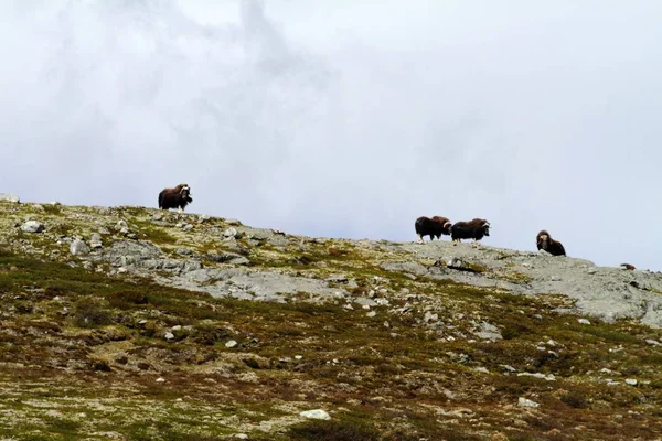 Famille Boeufs Musqués Ovibos Moschatus Debout Sur Horizont Groenland Puissantes — Photo