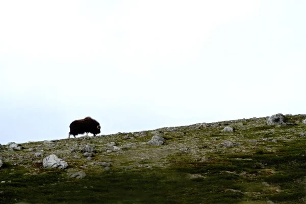 Muskox Ovibos Moschatus Grönland Horizont Tutuyoruz Çok Vahşi Hayvan Büyük — Stok fotoğraf