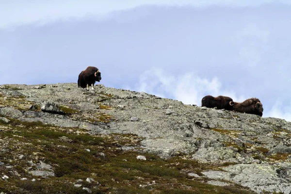 Famille Boeufs Musqués Ovibos Moschatus Debout Sur Horizont Groenland Puissantes — Photo