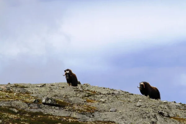 Familj Myskoxarna Ovibos Moschatus Stående Horizont Grönland Mäktiga Vilddjur Stora — Stockfoto