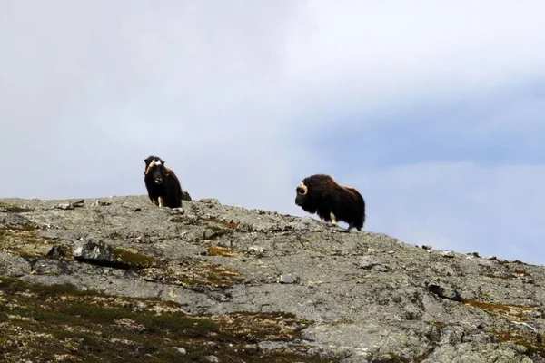 Familj Myskoxarna Ovibos Moschatus Stående Horizont Grönland Mäktiga Vilddjur Stora — Stockfoto