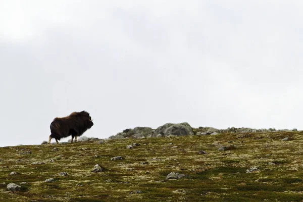 肌肉组织 Ovibos Moschatus 站在格陵兰的地平线上 强大的野兽 大动物在自然栖所 北极和风景与草 多云的天空 — 图库照片