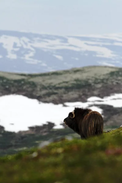 Muskox Ovibos Moschatus Ταύρος Μοσχόβους Βόσκει Ειρηνικά Στην Dovrefjell Νορβηγία — Φωτογραφία Αρχείου