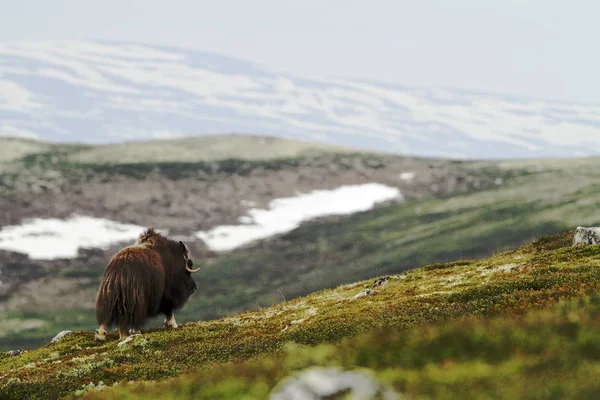 Myskoxarna Ovibos Moschatus Myskoxe Bull Skrubbsår Fredligt Dovrefjell Norge Mäktiga — Stockfoto