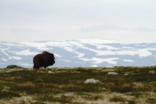 Myskoxarna Ovibos Moschatus Myskoxe Bull Skrubbsår Fredligt Dovrefjell Norge Mäktiga — Stockfoto