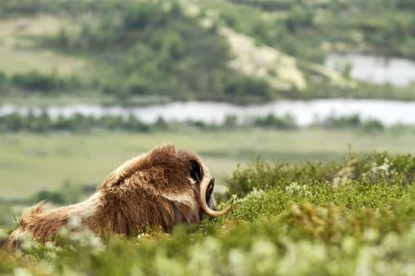 Muskox (Ovibos moschatus). Musk ox bull peacefully lying on grass in Greenland. Mighty wild beast. Overcast, big animal with horns in the nature habitat