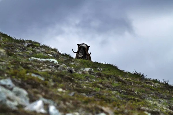 Muskox (Ovibos moschatus) standing on horizont in Greenland. Mighty wild beast. Big animals in the nature habitat, landscape with grass and snow in background, wildlife scene from arctic enviroment