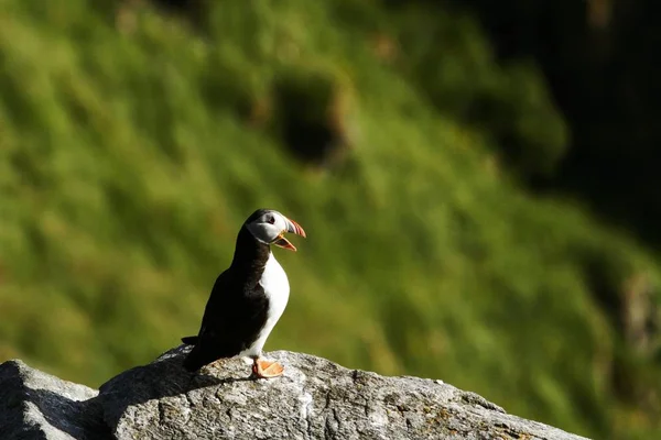 大西洋 Puffin ネスティング コロニー 作風くちばしを持つ北極の白と黒のかわいい鳥 緑の背景 ノルウェーの上の鳥の鳥の崖の上に座って美しい面白い鳥岩の上 — ストック写真