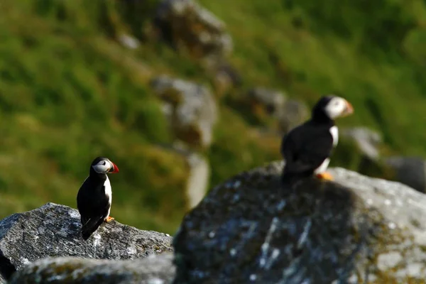 大西洋 Puffin ネスティング コロニー 作風くちばしを持つ北極の白と黒のかわいい鳥 緑の背景 ノルウェーの上の鳥の鳥の崖の上に座って美しい面白い鳥岩の上 — ストック写真