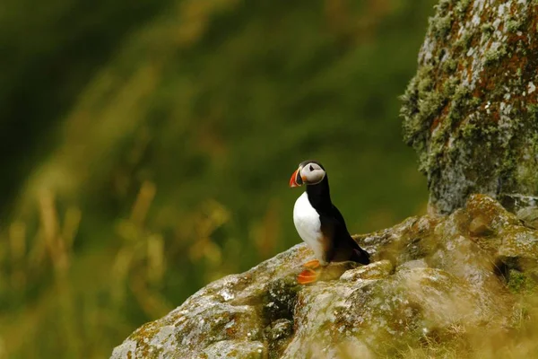 大西洋 Puffin ネスティング コロニー 作風くちばしを持つ北極の白と黒のかわいい鳥 緑の背景 ノルウェーの上の鳥の鳥の崖の上に座って美しい面白い鳥岩の上 — ストック写真