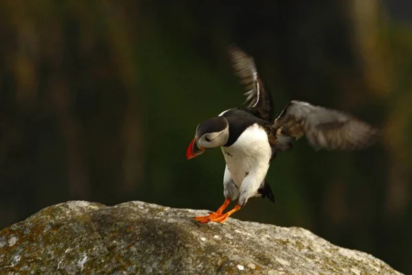 Pássaro Marinho Colorido Fratercula Arctica Puffin Atlântico Com Pequenas Galeotas — Fotografia de Stock