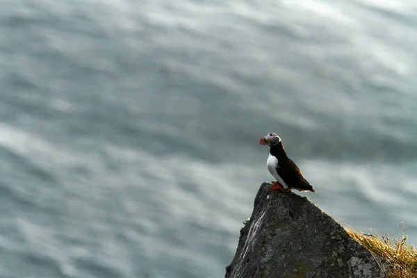 大西洋 Puffin 営巣コロニーの鳥 作風くちばし 野生動物から青い海背景 Runde ノルウェーの自然シーンの前面に岩の上の鳥で北極の黒と白のかわいい鳥の上に座って — ストック写真