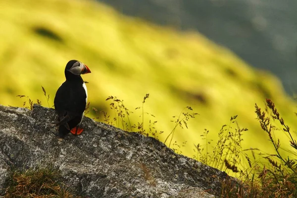 Atlantic Puffin Sentado Penhasco Pássaro Colônia Nidificação Ártico Pássaro Bonito — Fotografia de Stock