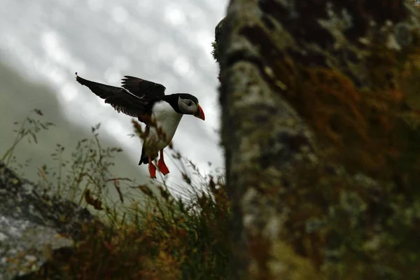 ニシツノメドリ ダークブルーの海と崖を飛んで くちばしに小さな魚 クローズ アップ写真 カラフルなくちばしと翼を広げたキタイカナゴ ノルウェーの野鳥 — ストック写真