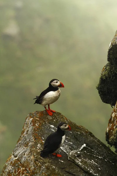 大西洋 Puffin ネスティング コロニー 作風くちばしを持つ北極の白と黒のかわいい鳥 緑の背景 ノルウェーの上の鳥の鳥の崖の上に座って美しい面白い鳥岩の上 — ストック写真