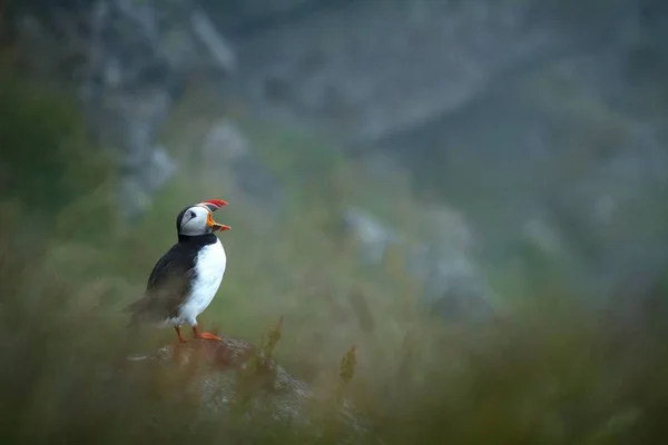 Atlantic Puffin Seduto Sulla Scogliera Uccello Nella Colonia Nidificazione Uccello — Foto Stock