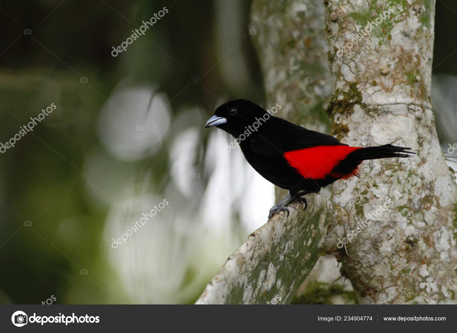 Tangara Croupion Rouge Séance Sur Arbre Dans Forêt Tropicale