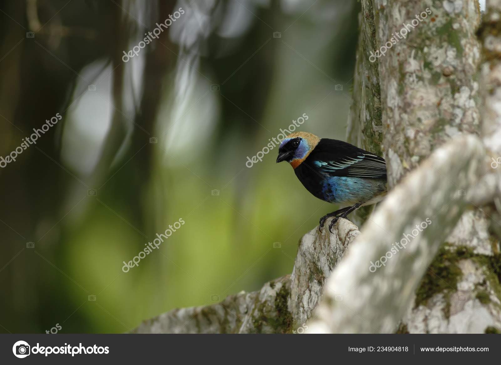Tangara Doré Capuchon Assis Sur Arbre Dans Forêt Tropicale