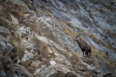 Alp dağ keçisi, arka planda, Milli Parkı Gran Paradiso, İtalya taşlarla Capra ibex. Sonbahar dağ. Doğadan rock, otçul, yaban hayatı sahnede boynuzlarıyla muhteşem memeli