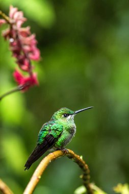 Yeşil tepeli parlak Heliodoxa jacula oturma şube, dağ tropikal orman, şelaleler Bahçe, Kosta Rika, şube, doğal ortamlarında küçük güzel mavi sinek kuşu tıraşlama kuş, çiçek