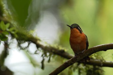 Mor boğazlı Mountaingem Lampornis calolaemus çiçek, dağ tropikal orman, kuştan oturan şelaleler Bahçe, Kosta Rika, kuş çiçek, yeterli alan arka planda, minik kuş tıraşlama