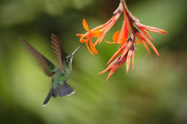 Portakal çiçeği, dağ tropikal orman, şelale bahçeleri La Paz, Kosta Rika, güzel sinekkuşu nektar çiçek üzerinden emme kuştan yanındaki hovering yeşil tepeli parlak, Heliodoxa jacula,
