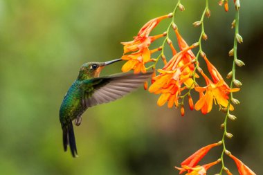 Green-crowned Brilliant, Heliodoxa jacula, hovering next to orange flower, bird from mountain tropical forest, Waterfall Gardens La Paz, Costa Rica, beautiful hummingbird sucking nectar from blossom clipart
