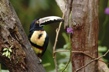 Yakalı Aracari - Pteroglossus torquatus Kosta Rika, renkli ve uzun gagası, mor çiçekler, doğa yerinden yaban hayatı ile büyük toucan tropikal dağ yağmur ormanlarında ağaçta oturuyor