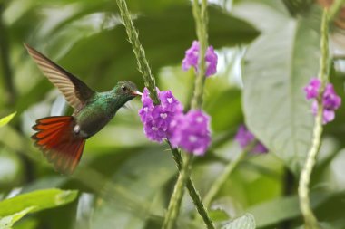 Kızıl kuyruklu Hummingbird menekşe çiçek Bahçe, dağ tropikal orman, Kosta Rika, doğal yaşam, güzel sinek kuşu, kuştan yanındaki hovering yabani hayvanlar ve bitkiler, Doğa, mücevher, uçan açık arka plan