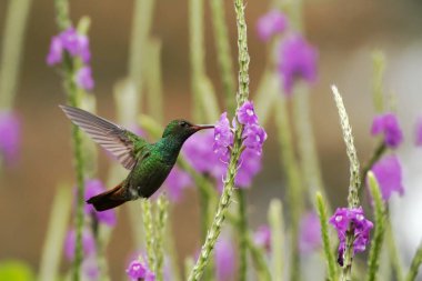 Kızıl kuyruklu Hummingbird menekşe çiçek Bahçe, dağ tropikal orman, Kosta Rika, doğal yaşam, güzel sinek kuşu, kuştan yanındaki hovering yabani hayvanlar ve bitkiler, Doğa, mücevher, uçan açık arka plan
