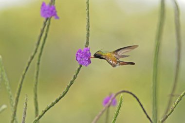 Menekşe çiçek Bahçe, dağ tropikal orman, Kosta Rika, doğal yaşam kuştan yanındaki hovering Coquette - Lophornis helenae, siyah ince kenarlı, güzel sinek kuşu, yaban hayatı, mücevher uçan