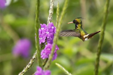 Menekşe çiçek Bahçe, dağ tropikal orman, Kosta Rika, doğal yaşam kuştan yanındaki hovering Coquette - Lophornis helenae, siyah ince kenarlı, güzel sinek kuşu, yaban hayatı, mücevher uçan