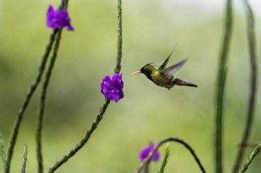 Menekşe çiçek Bahçe, dağ tropikal orman, Kosta Rika, doğal yaşam kuştan yanındaki hovering Coquette - Lophornis helenae, siyah ince kenarlı, güzel sinek kuşu, yaban hayatı, mücevher uçan