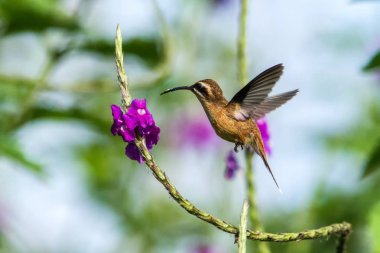 Hermit - şerit gerdanlı Phaethornis striigularis, menekşe çiçek Bahçe, dağ tropikal orman kuştan yanındaki gezinip, Kosta Rika, doğal yaşam, güzel sinek kuşu, yaban hayatı, Doğa, uçan taş, arka plan temizleyin