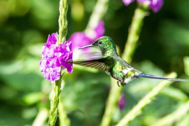 Yeşil Thorntail, menekşe çiçek Bahçe, kuş uçan diğerine dağ tropik ormandaki, Kosta Rika, doğal yaşam, güzel sinek kuşu, yaban hayatı, Doğa, uçan taş, arka plan temizleyin
