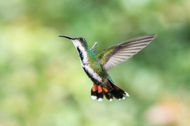 Uçan hava, Bahçe, dağ tropikal orman, Kolombiya, mango, kara göğüslü yeşil açık renkli, güzel sinek kuşu, turuncu, siyah ve beyaz kuyruk, doğa sahne ile yeşil kuş kuş 