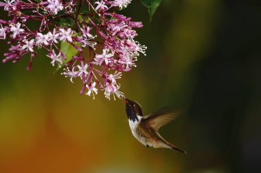 volkan sinek kuşu - Selasphorus flammula, güzel renkli küçük sinek kuşu Orta Amerika ormanları, Kosta Rika, üzerinden hovering yakın mor çiçekler güzel küçük sinek kuşu