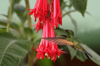 Kırmızı çiçek Bahçe, dağ tropikal orman, Savegre, Kosta Rika, doğal yaşam, sinek kuşu, renkli arka plan kuştan yanındaki gezinip Barbthroat, Band kuyruklu Threnetes ruckeri, Erkek