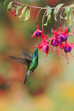 Yeşil menekşekulaklı, Colibri thalassinus, kırmızı çiçek Bahçe, dağ tropikal orman, Savegre, Kosta Rika, doğal yaşam kuştan yanındaki gezinip, güzel sinekkuşu, renkli arka plan