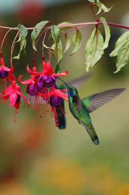 Yeşil menekşekulaklı, kırmızı çiçek Bahçe, dağ tropikal orman, Meksika, doğal yaşam, güzel sinek kuşu, renkli arka plan kuştan yanındaki hovering Colibri thalassinus
