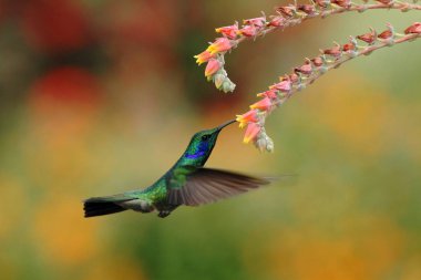 Yeşil menekşekulaklı, Colibri thalassinus, kırmızı çiçek Bahçe, dağ tropikal orman, Savegre, Kosta Rika, doğal yaşam kuştan yanındaki gezinip, güzel sinekkuşu, renkli arka plan