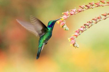 Yeşil menekşekulaklı, Colibri thalassinus, kırmızı çiçek Bahçe, dağ tropikal orman, kuştan yanındaki gezinip, Meksika, doğal yaşam, güzel sinek kuşu, renkli ve net arka plan