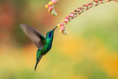 Yeşil menekşekulaklı kırmızı ve sarı çiçek, uçuş, kuş yanındaki hovering dağ tropikal orman, Kosta Rika, doğal yaşam, güzel sinekkuşu nektar, colouful arka plan emme