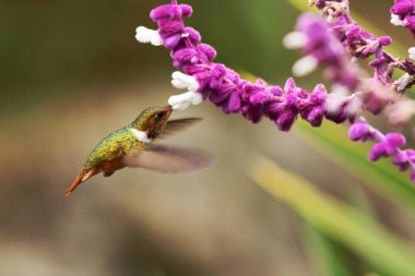 Scintilant hummungbird, hoveringnext pembe ve beyaz mimosa için çiçek, dağ tropikal orman, Kosta Rika, yeşil açık renkli, güzel sinek kuşu, portakal, doğa manzarasıyla yeşil kuş kuş 