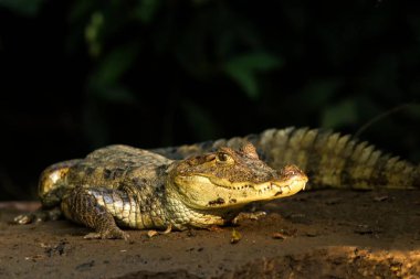 Gözlüklü Caiman - Cano zenci, Kosta Rika, Swamp, yakın çekim crocodille portre, tehlikeli avcı kıyıda oturan büyük sürüngen nehir kıyısında yalan Caiman crocodilus