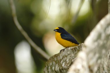 Sarı gerdanlı Euphonia Kosta Rika, açık ve yeşil arka plan, kendi doğal ortamında Ağaçlar da küçük ötücü kuş tropikal dağ yağmur ormanlarında ağaçta oturuyor
