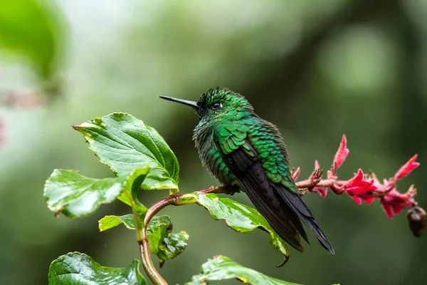 Green Crowned Brilliant Heliodoxa Jacula Sitting Branch Mountain Tropical Forest — Stock Photo, Image