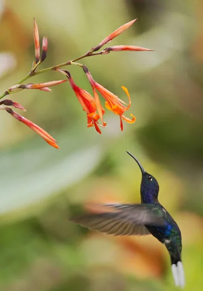 维奥莱特 萨布雷温 在花园里盘旋着橙色的花 来自山地热带森林的鸟 哥斯达黎加的瀑布加根斯 拉巴斯 自然栖息地 美丽的鸟类 — 图库照片