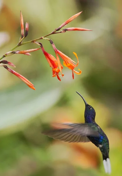 Fialová Sabrewing Campylopterus Hemileucurus Vznášející Vedle Oranžové Květiny Zahradě Ptáka — Stock fotografie