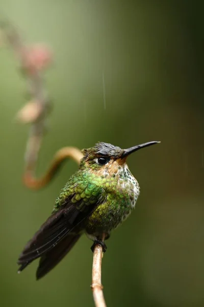 Grünkrone Brillant Heliodoxa Jacula Sitzend Auf Urlaub Vogel Aus Bergtropischen — Stockfoto